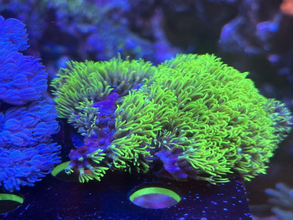 Корали мʼякі морський акваріум