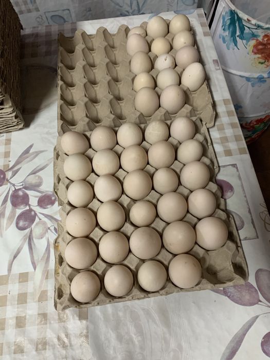 Ovos de pata caseiros 4.00 a dúzia