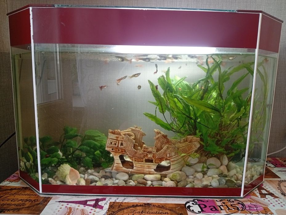 Продам аквариум с рыбками.