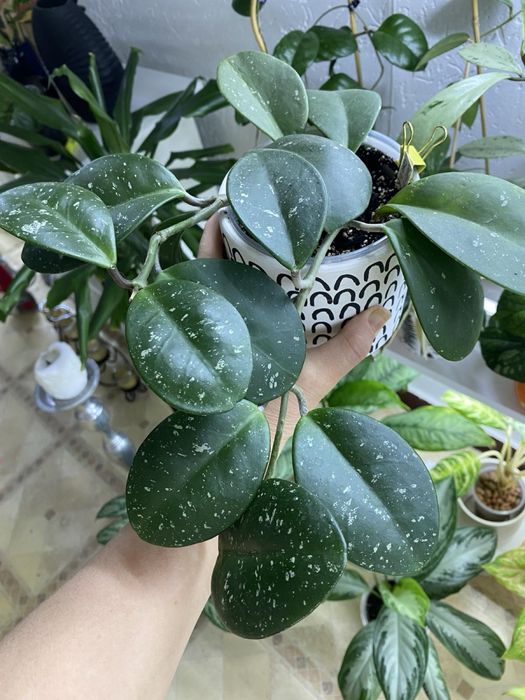 Хойя david’s green cup, germany,pybicalux punk silver ghost