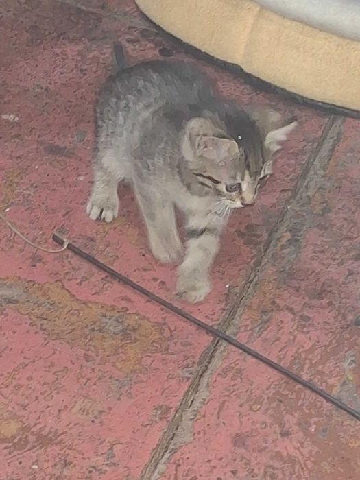 Продаж кошенят ₴₴₴₴₴