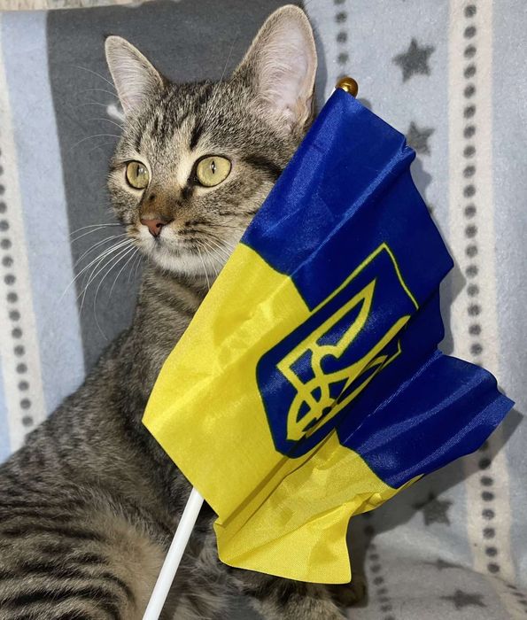 Котик в добрi руки