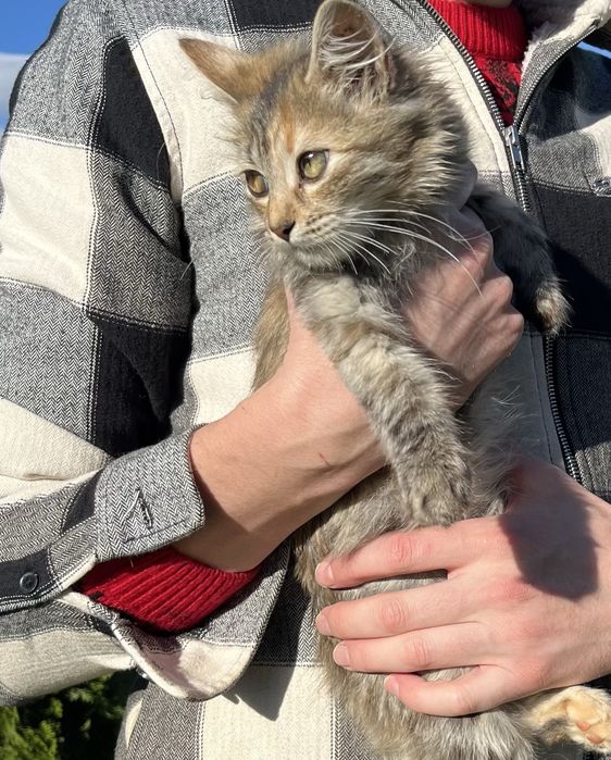 Пухнастий котик шукає дім, та люблячу сімʼю