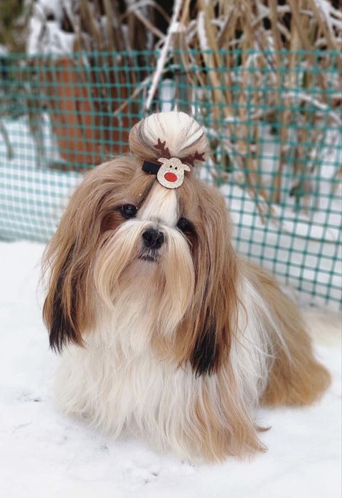 Shih Tzu Zkwp FCI. Śliczny szczeniak