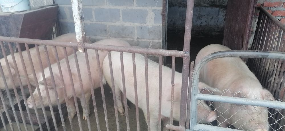 Свині домашні 130кг