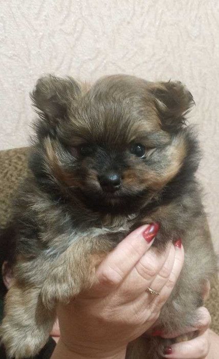 Маленький красивый щенок