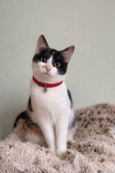 Кошенятко у хороші руки