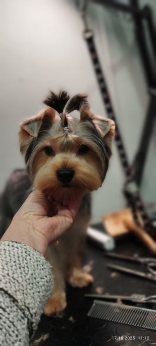 Послуги грумера.