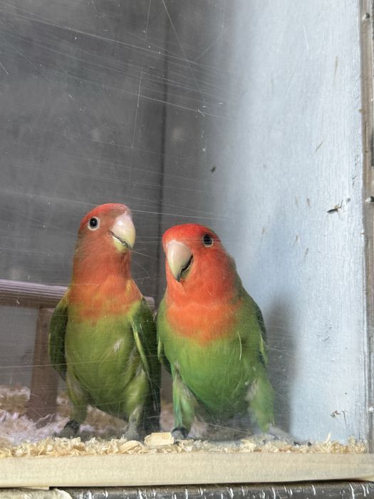 Casal agapornis long