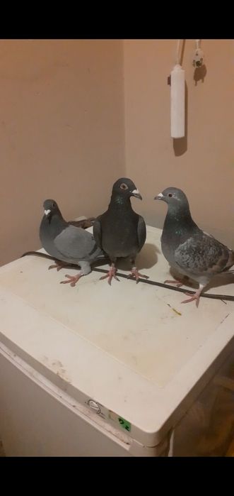 Gołębie     Opale.