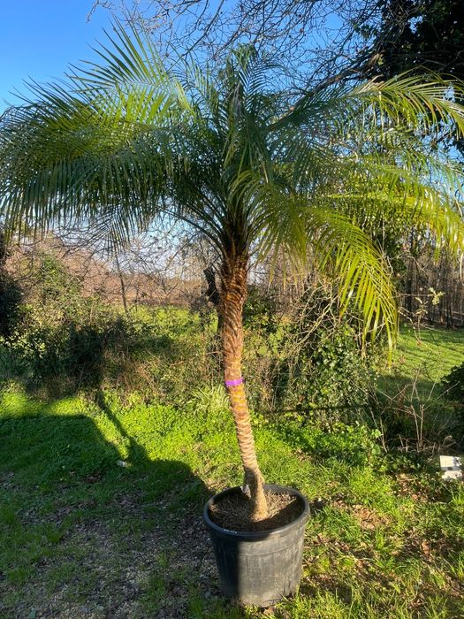 Palmeira Phoenix Roebeline