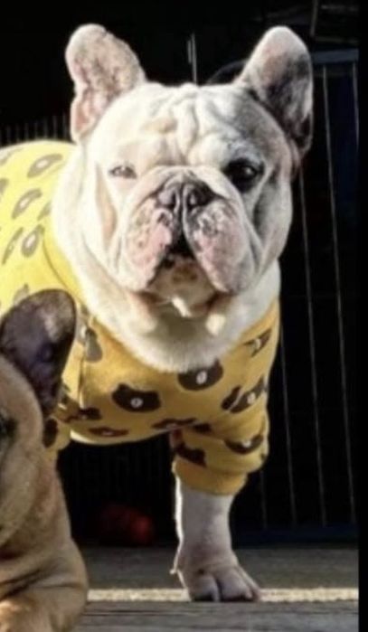 bulldog frances para montas