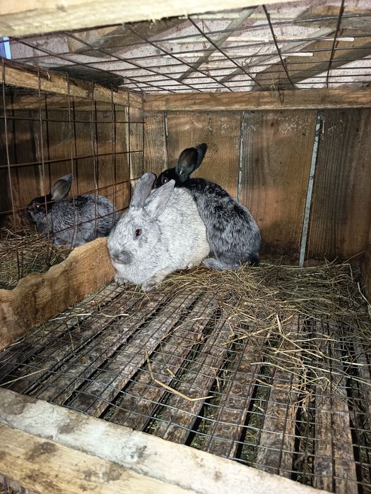 Продам кролики Європейське срібло, Шиншила радянська, та мішаної по