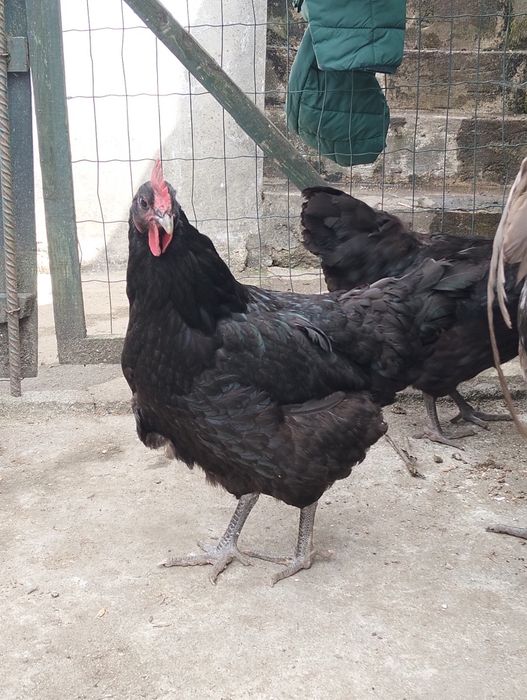 Jersey negro gigante