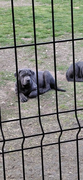 Cane corso suczka