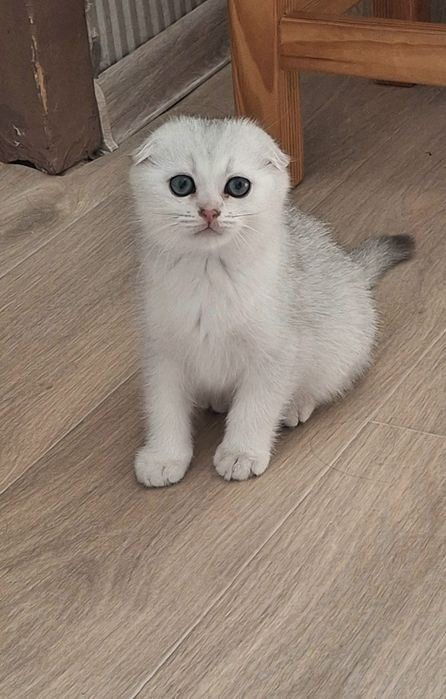 Серебристая шиншилла. 2 месяца