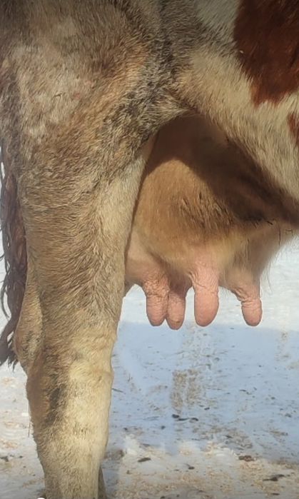 Продам добру корову