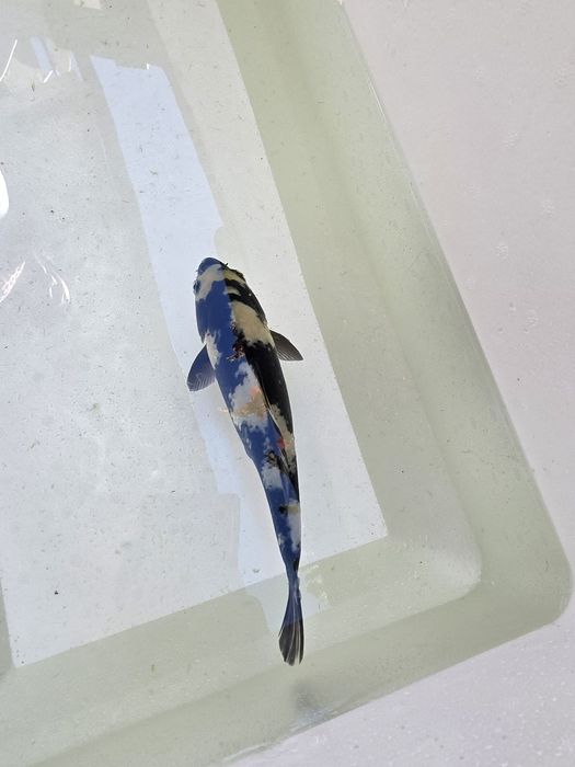 Carpa koi japonesa