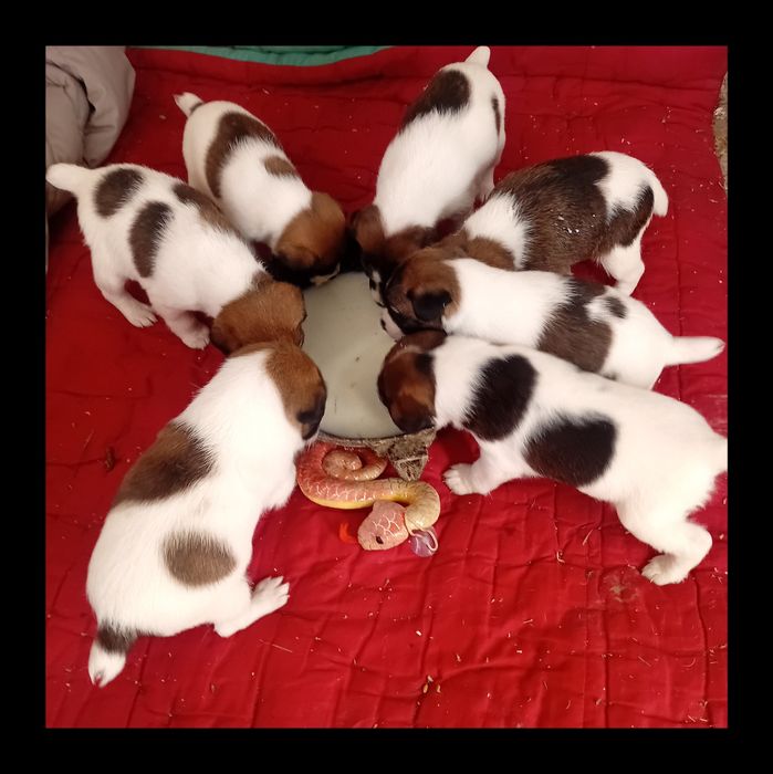 Гладкошерсті фокстер'єри