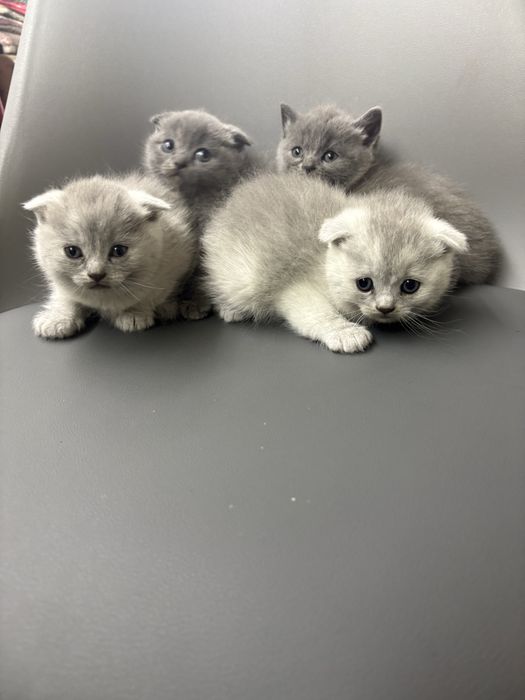 Котики    британці