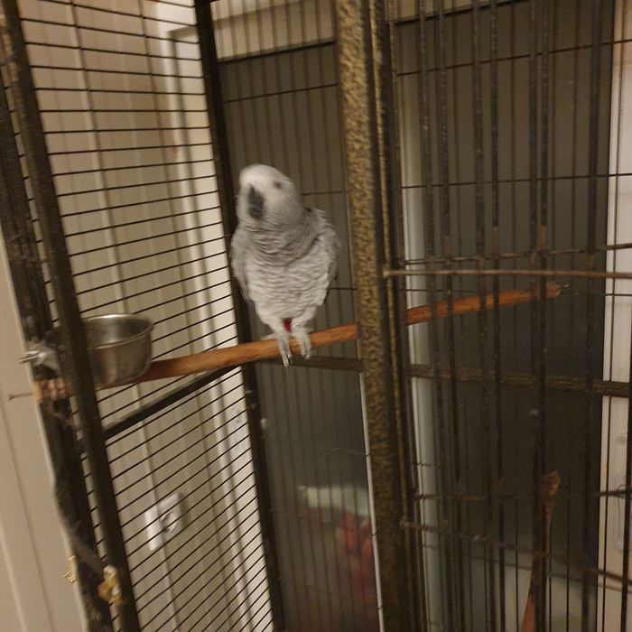 Клетка для большого попугая жако с жильцом девочкой