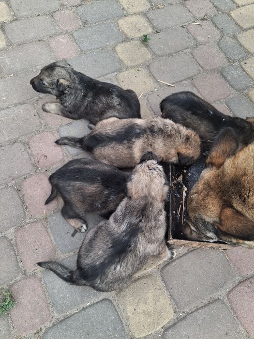 Продам у хороші руки  цуценят