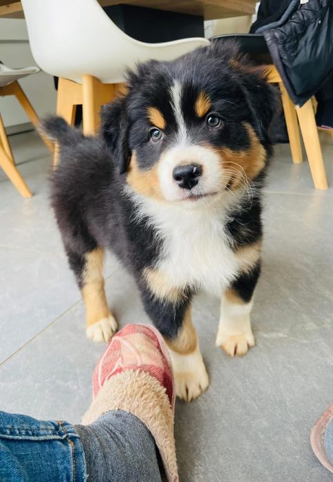 Pastor australiano com LOP