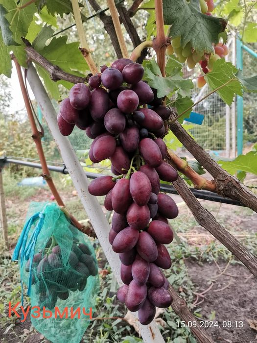 Черенки винограду