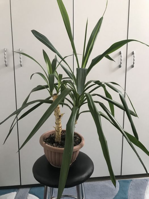 Продам декоративну пальму