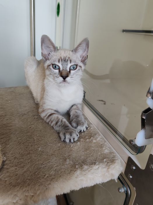 Gatinho macho 2 meses e meio