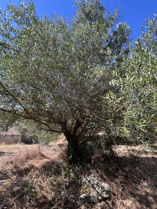 Oliveiras para venda, algumas centebárias