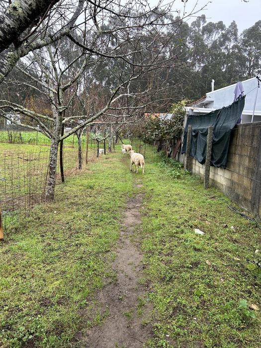 Vendo ou troco carneiro com um ano e meio.