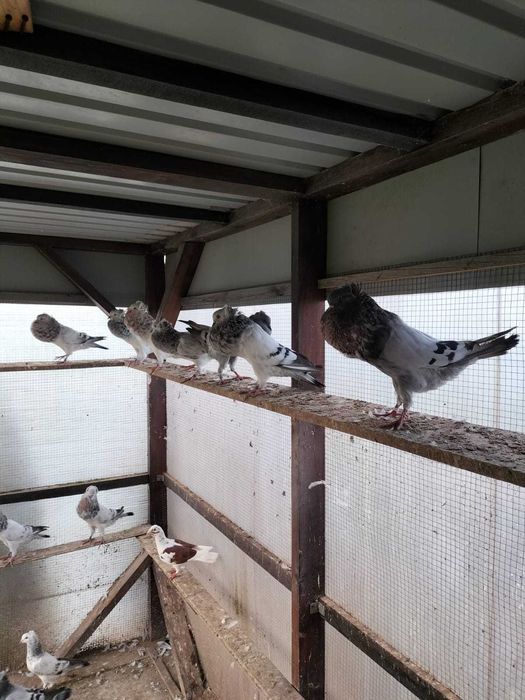 Sprzedam gołębie. W dobrych cenach .