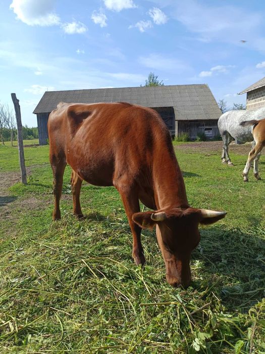 Krowa z mlekiem, Bydło ekologiczne, krowy RP, jałówki