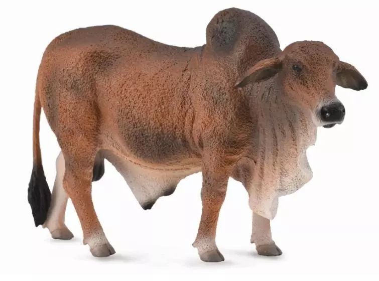 Byk czerwony brahman L. Collecta