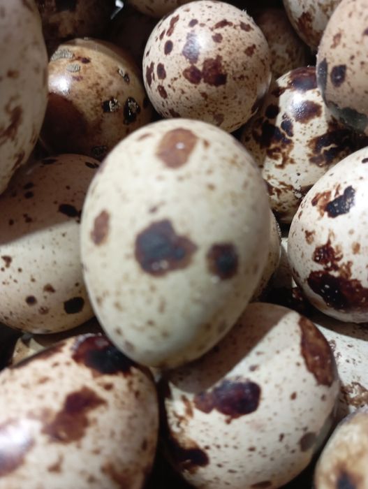 Інкубаційне яйце перепілки