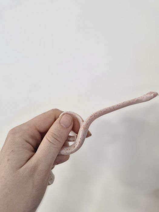 Wąż zbożowy Amel Palemetto