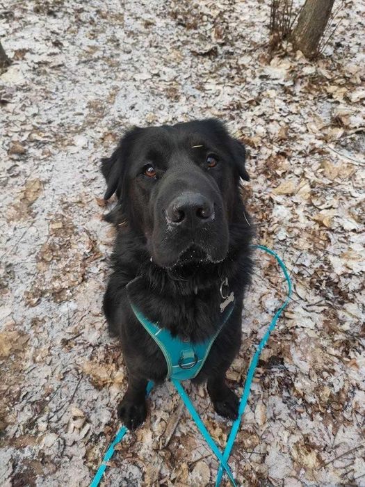 Pies Max w typie nowofundlanda do adopcji!
