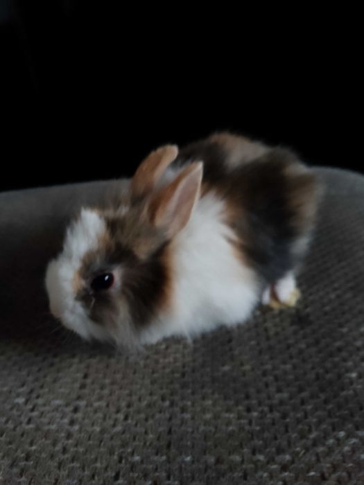 Króliczki miniaturki