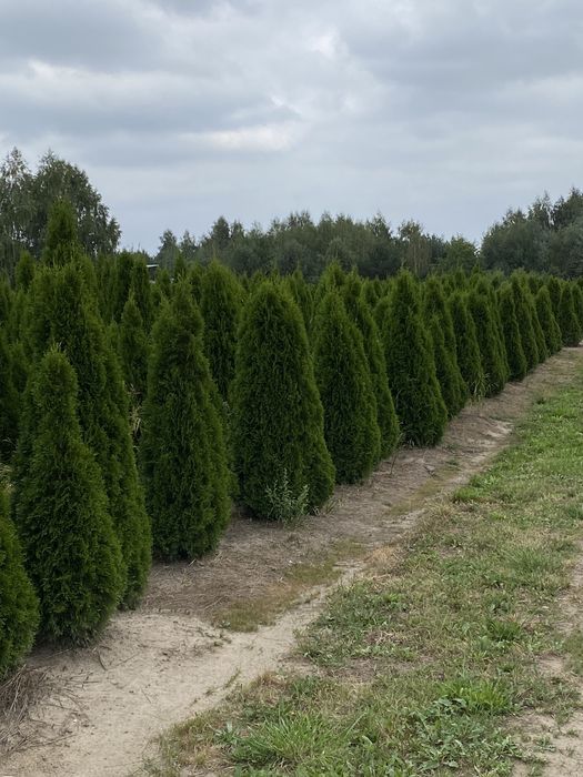 Tuja szmaragd w donicy 200-250 cm