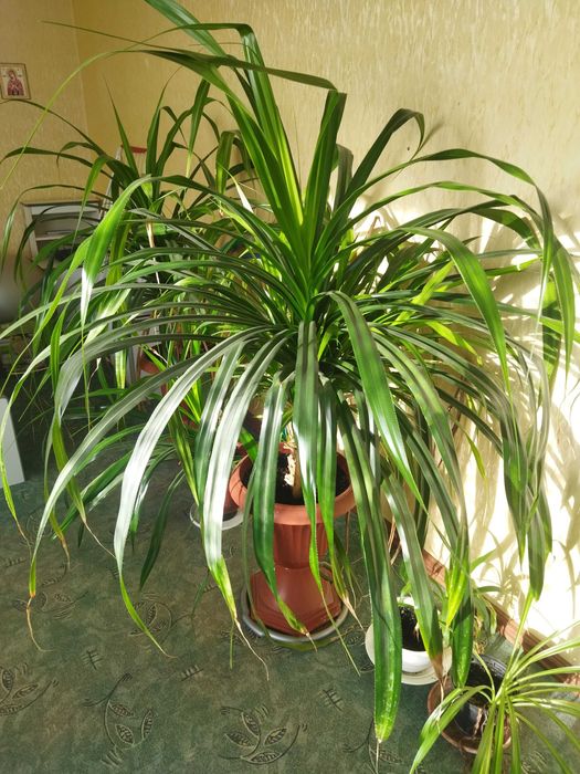 Продам: Панданус (тропическое растение)