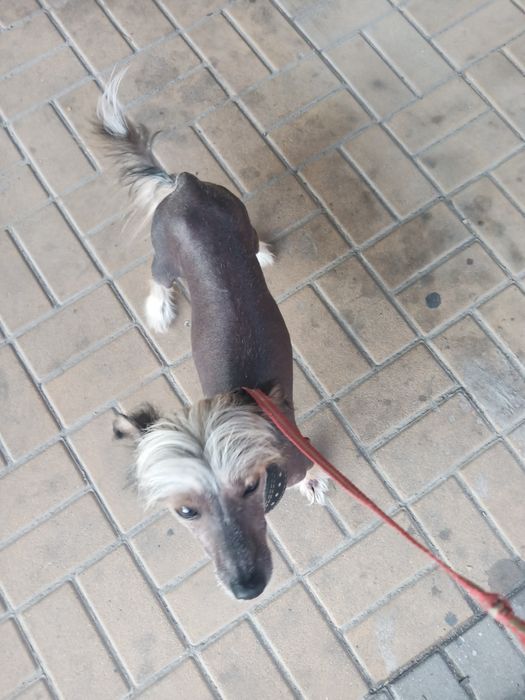 Вязка собак китайская хохлатая