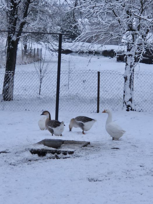 Продам гуси лебеді