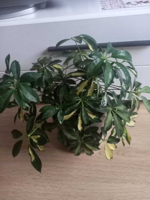 Продам шефлеру Герда