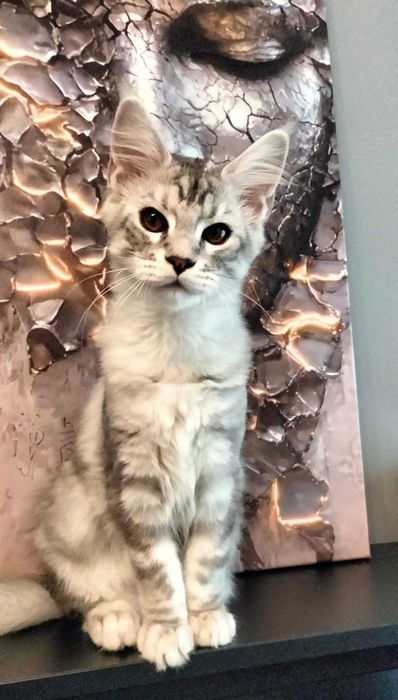 Rasowy kotek Maine Coon z rodowodem FPL– gotowy do zmiany domu!