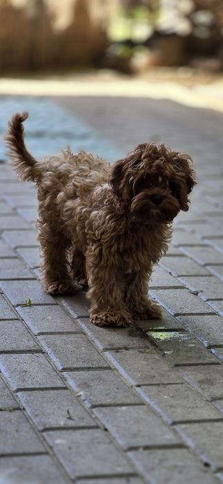 Cavapoo / chłopczyk