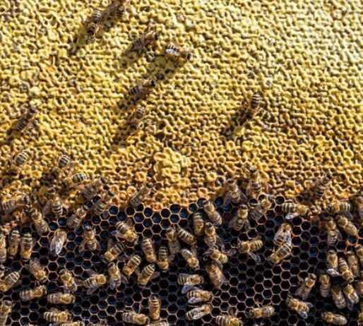 Продам свіжий мед