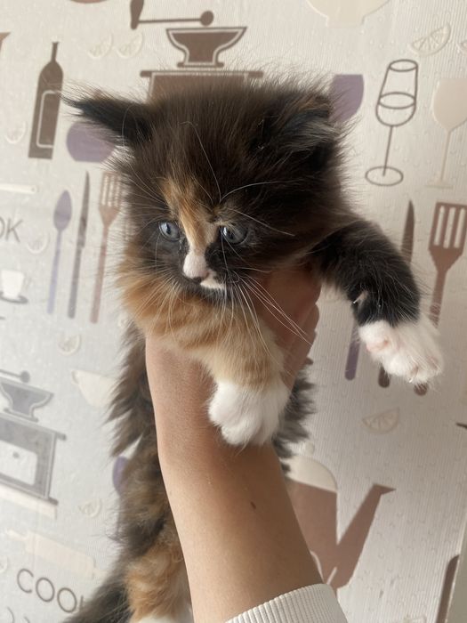 Котята мейн кун девочки