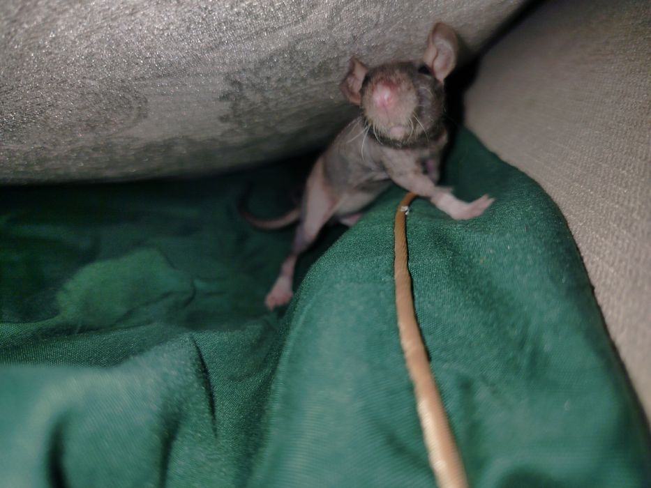 Szczur Szczurek Szczury Szczurki | Oswojone, Zbadane, Zdrowe |