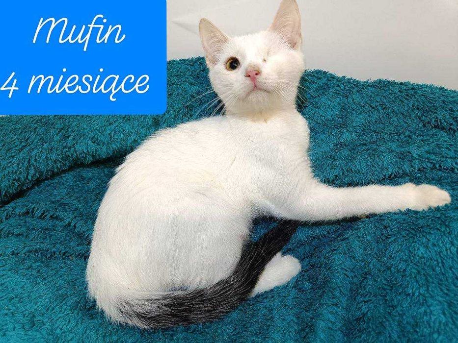 kociaki w fundacji kocia szansa